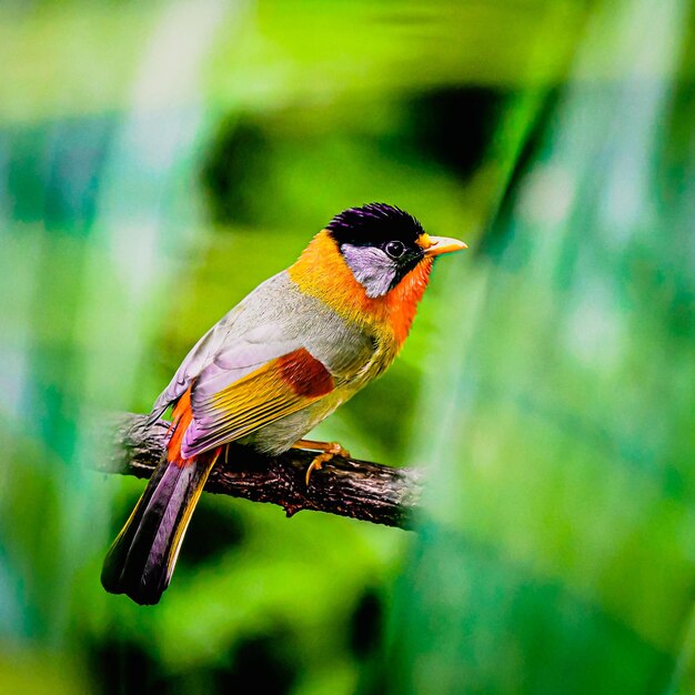 Foto primer plano de un pájaro posado en una rama