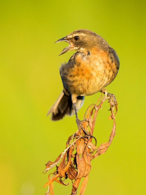 Foto primer plano de un pájaro posado en una ramita seca