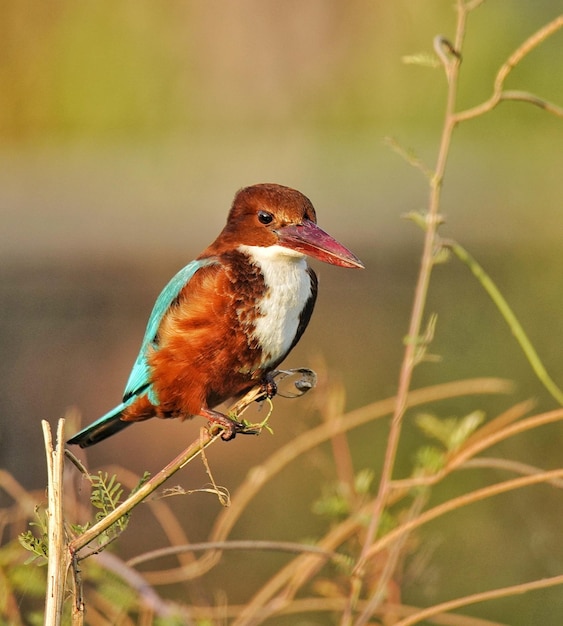 Foto primer plano de un pájaro posado en una ramita