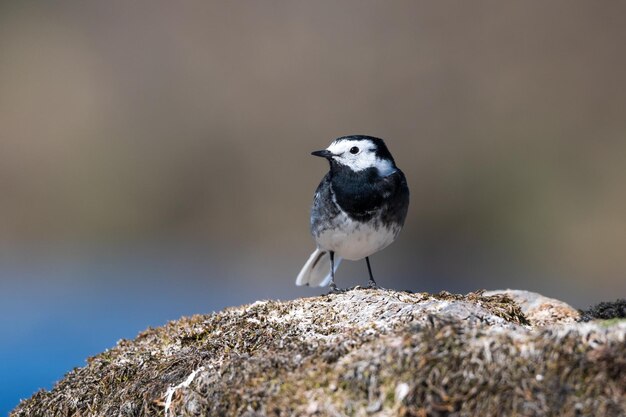 Foto primer plano de un pájaro posado en una roca