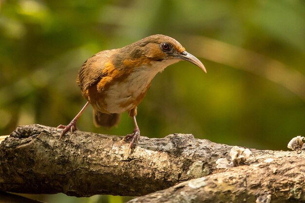 Primer plano de un pájaro posado en una roca