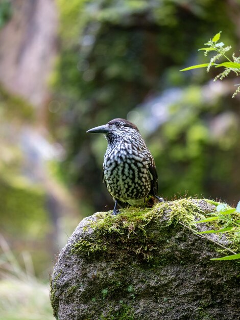 Primer plano de un pájaro posado en una roca