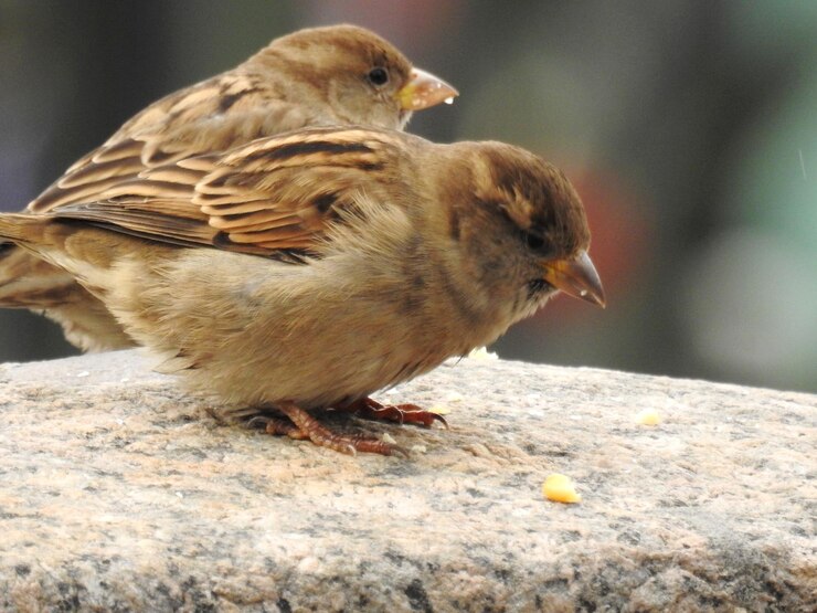Foto primer plano de un pájaro posado en una roca