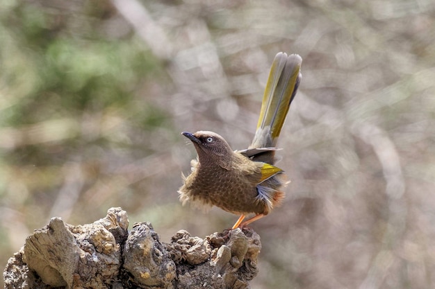 Foto primer plano de un pájaro posado en una roca