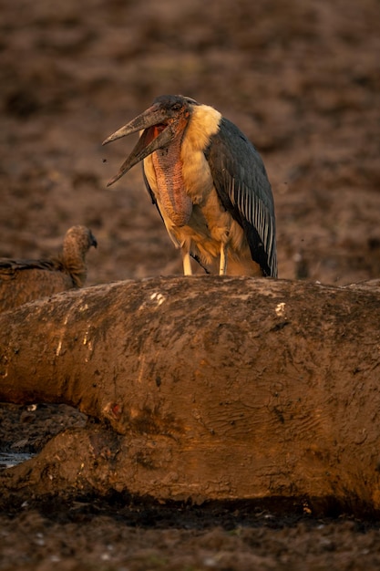 Foto primer plano de un pájaro posado en una roca