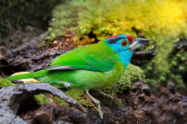 Primer plano de un pájaro posado en una roca