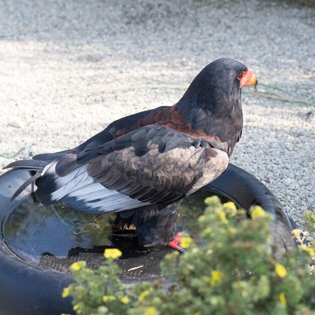 Foto primer plano de un pájaro posado en el suelo