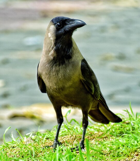 Primer plano de un pájaro posado en una tierra