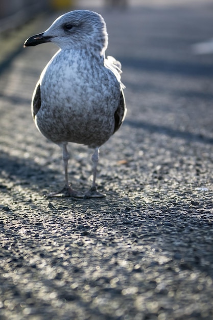 Foto primer plano de un pájaro posado en tierra