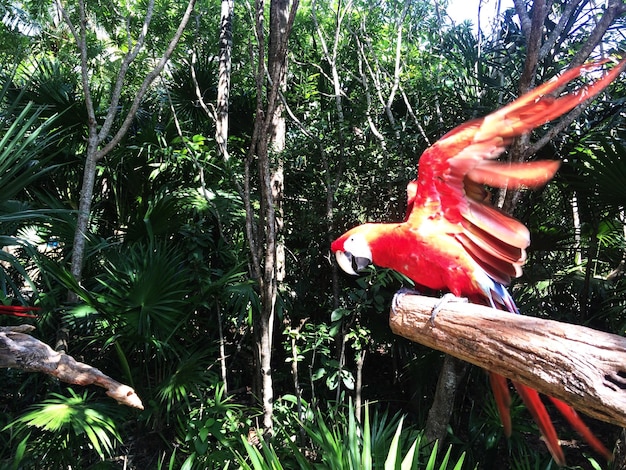 Foto primer plano de un pájaro posado en el tronco de un árbol en el bosque