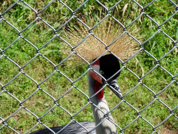 Primer plano de un pájaro posado en una valla de cadenas