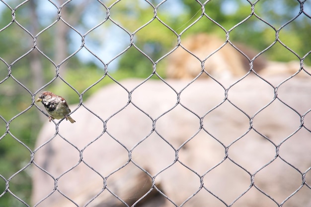 Primer plano de un pájaro posado en una valla de enchaines