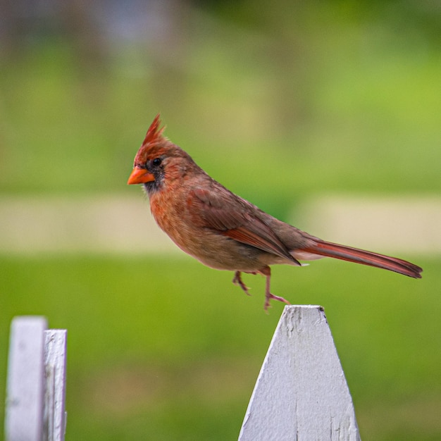 Foto primer plano de un pájaro posado en una valla de madera