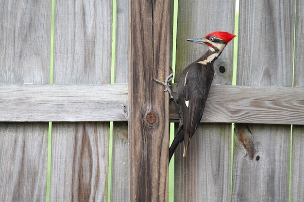 Foto primer plano de un pájaro posado en una valla de madera