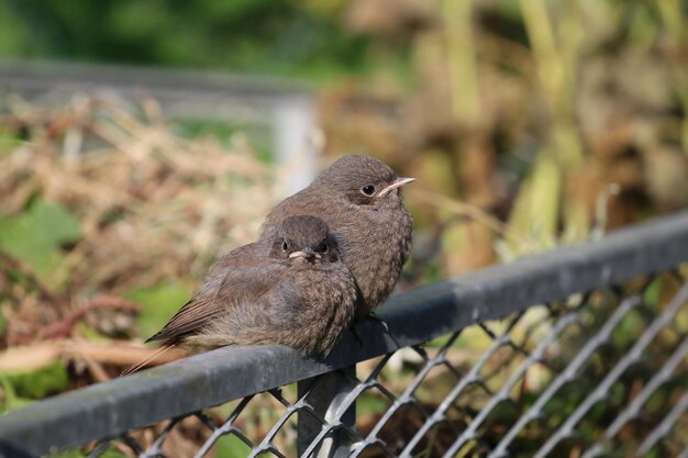 Foto primer plano de un pájaro posado en una valla metálica