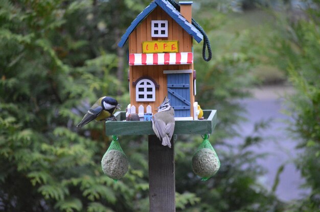 Foto primer plano de un pájaro en un poste de madera