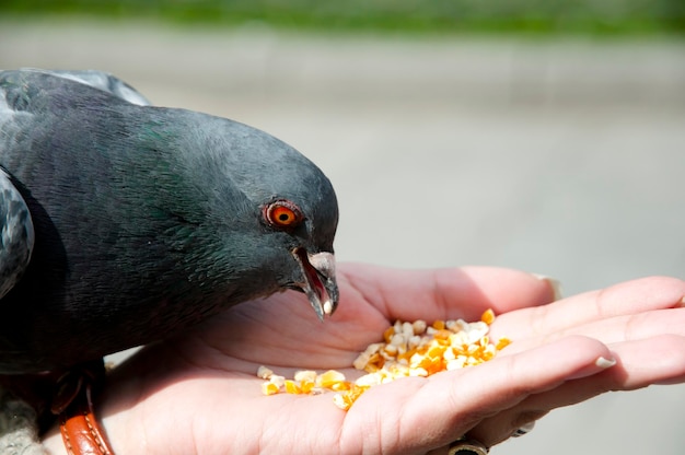 Foto primer plano de un pájaro que se alimenta con la mano