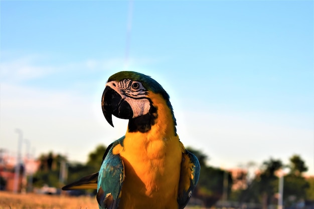 Foto primer plano de un pájaro que mira hacia otro lado