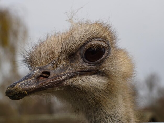 Primer plano de un pájaro que mira hacia otro lado