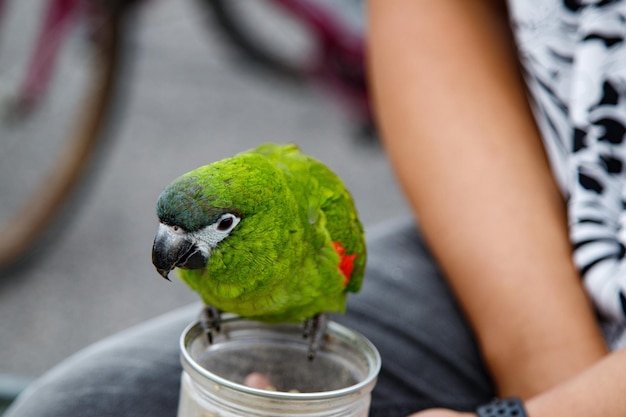 Foto primer plano de un pájaro que sostiene la mano