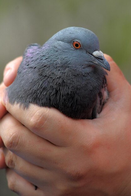 Primer plano de un pájaro que sostiene la mano