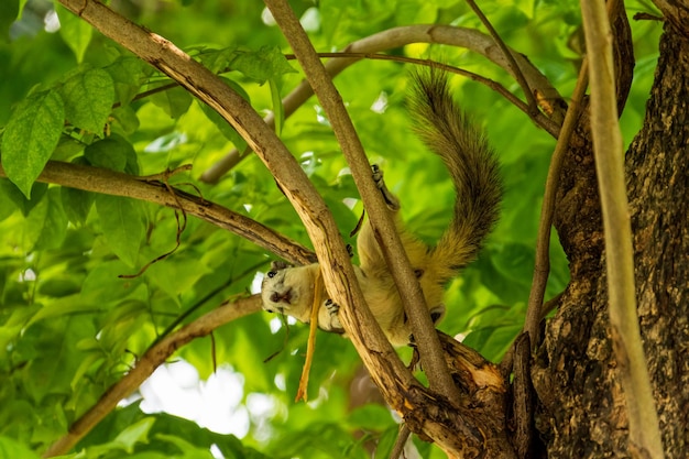 Foto primer plano de un pájaro en una rama