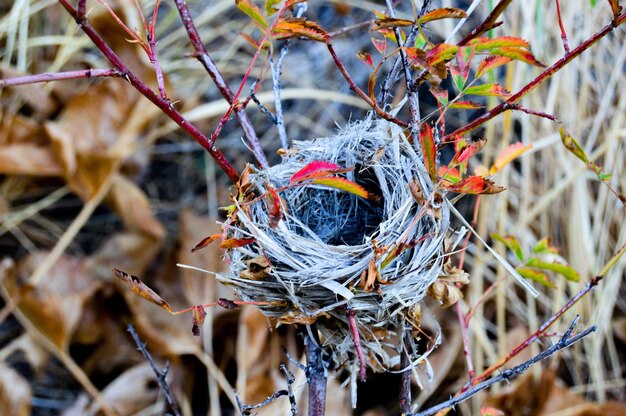 Primer plano de un pájaro en una rama