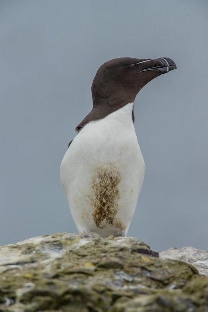 Primer plano de un pájaro en una roca contra el cielo