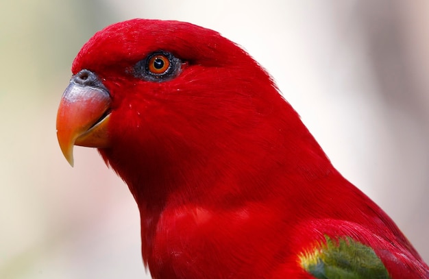 Un primer plano del pájaro rojo.