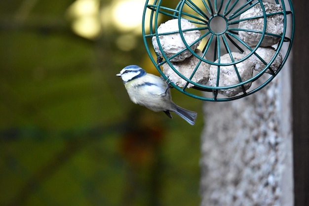 Foto primer plano de un pájaro sentado en el alimentador