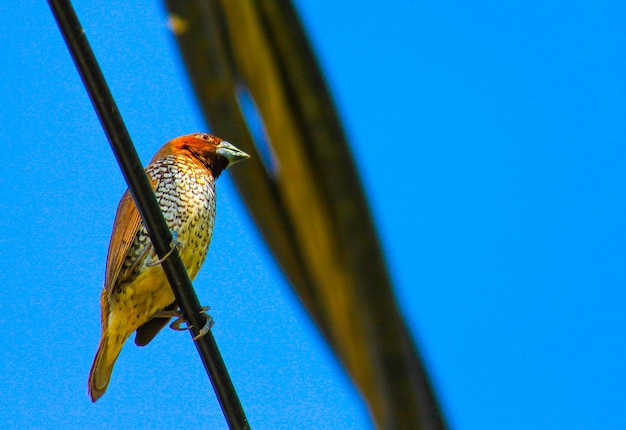 Foto primer plano de un pájaro sentado en el azul contra un cielo despejado