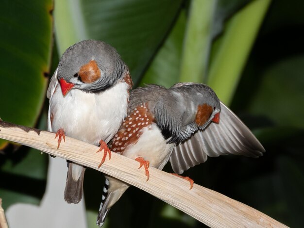 Primer plano de un pájaro sentado en una barandilla