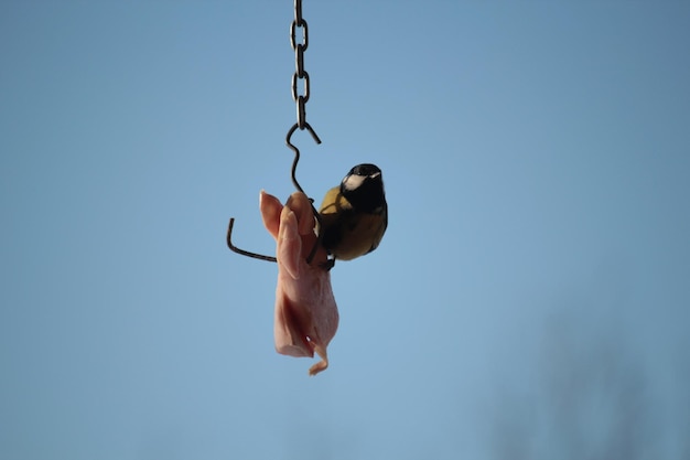 Primer plano de un pájaro sentado en un gancho