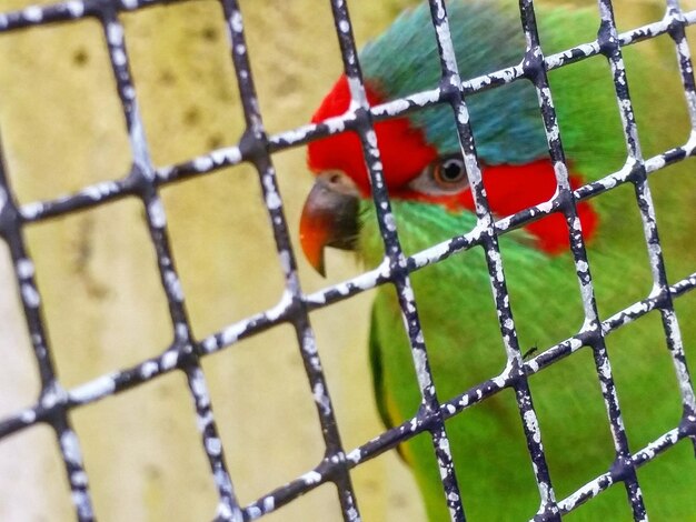 Foto primer plano de un pájaro sentado en una jaula