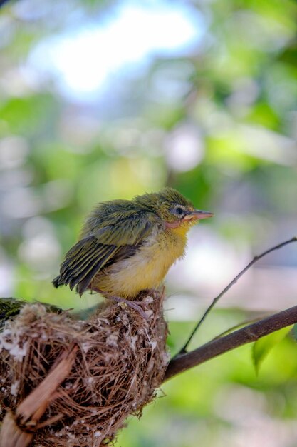 Primer plano de un pájaro sentado en el nido