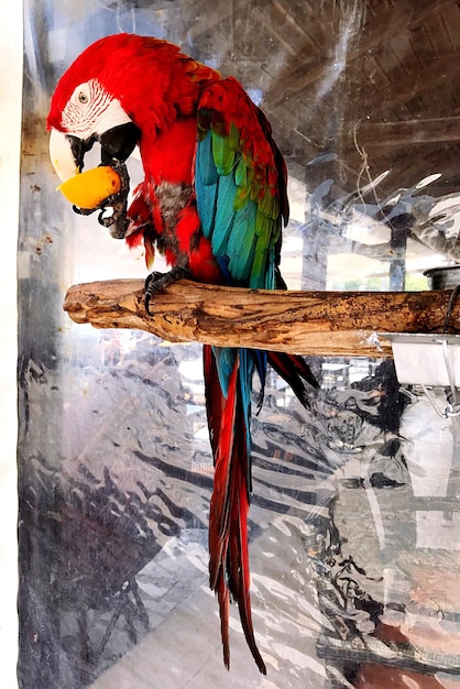 Primer plano de un pájaro sentado en un paraguas