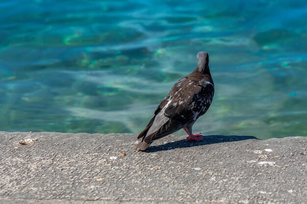 Foto primer plano de un pájaro sentado