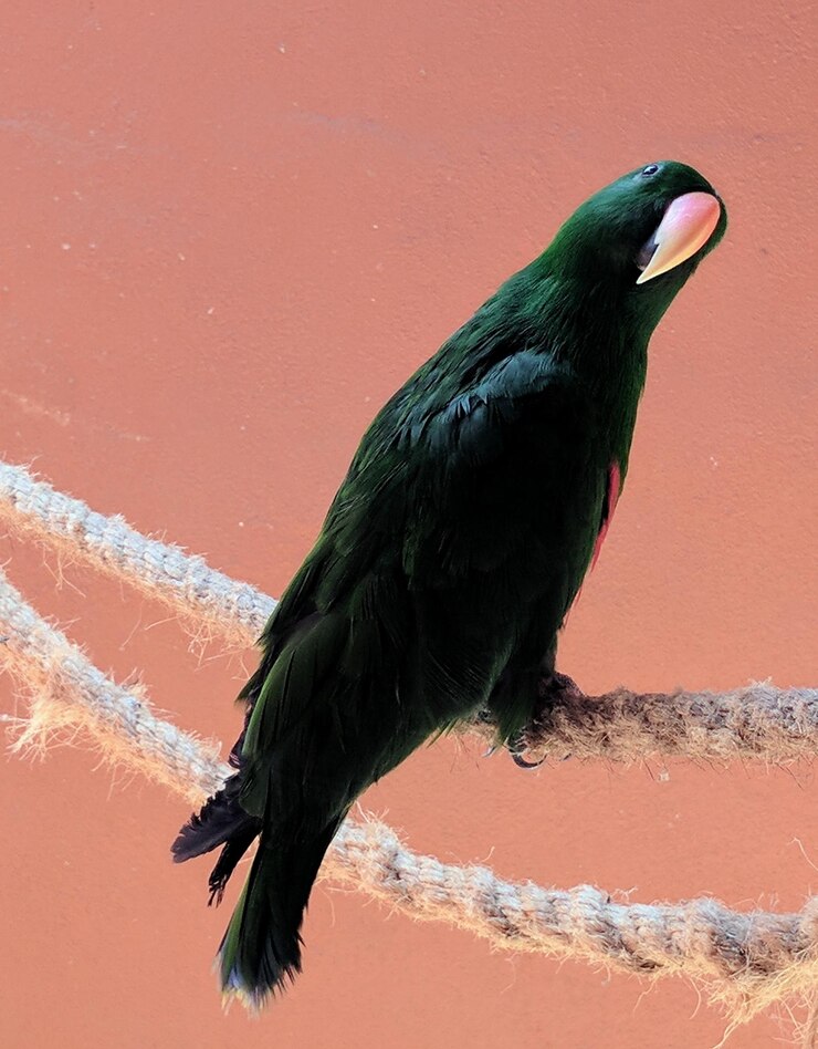 Foto primer plano de un pájaro sentado