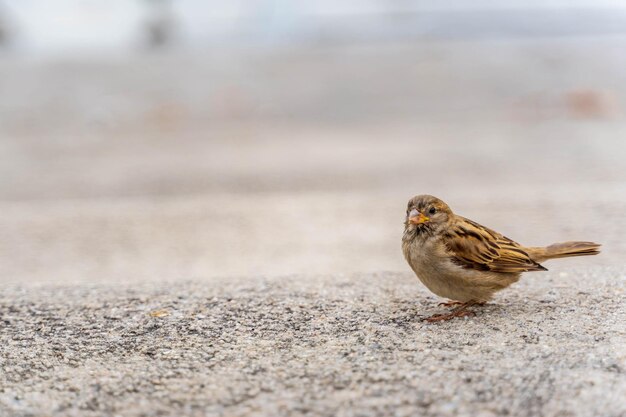 Foto primer plano de un pájaro sentado