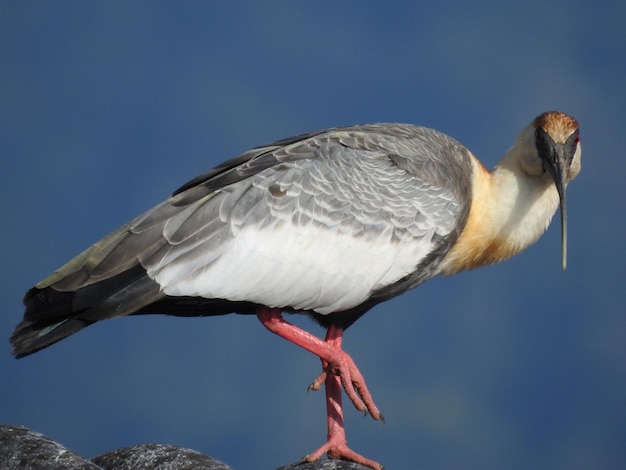 Foto primer plano de un pájaro sentado