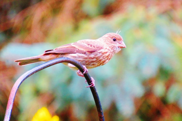 Foto primer plano de un pájaro sentado