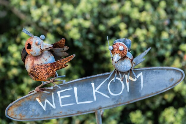 Foto primer plano de un pájaro con texto