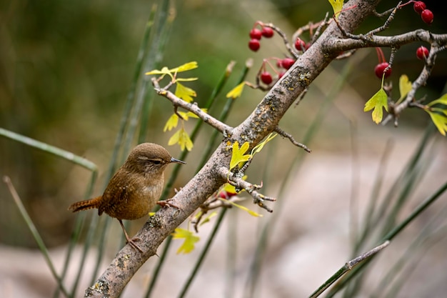 Primer plano de un pájaro trogloditas trogloditas euroasiáticos cantando en un bosque durante la primavera