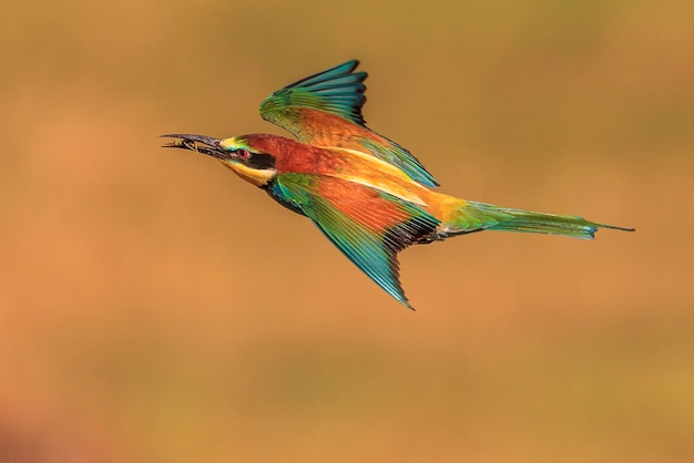 Primer plano de un pájaro volando al aire libre