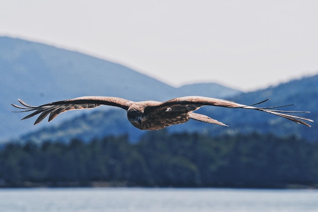 Foto primer plano de un pájaro volando contra el cielo