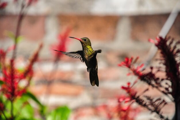 Primer plano de un pájaro volando contra un fondo borroso