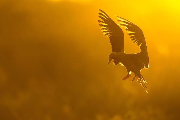 Primer plano de un pájaro volando contra un fondo borroso