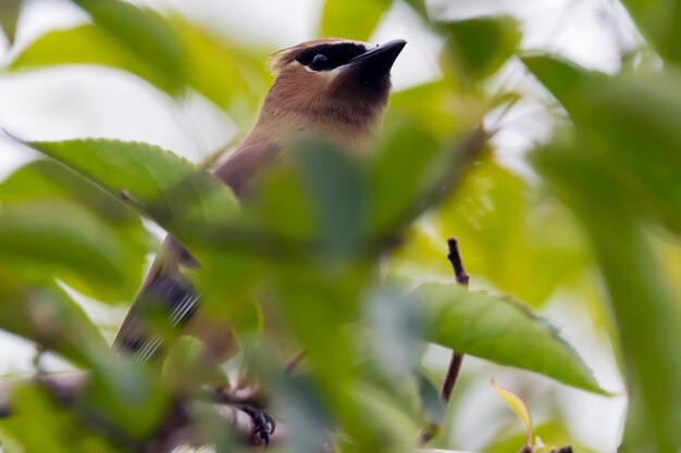 Foto primer plano de un pájaro volando sobre un árbol