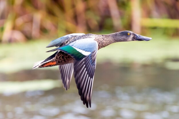 Primer plano de un pájaro volando sobre el lago