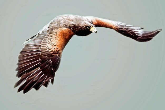 Primer plano de un pájaro volando sobre el lago